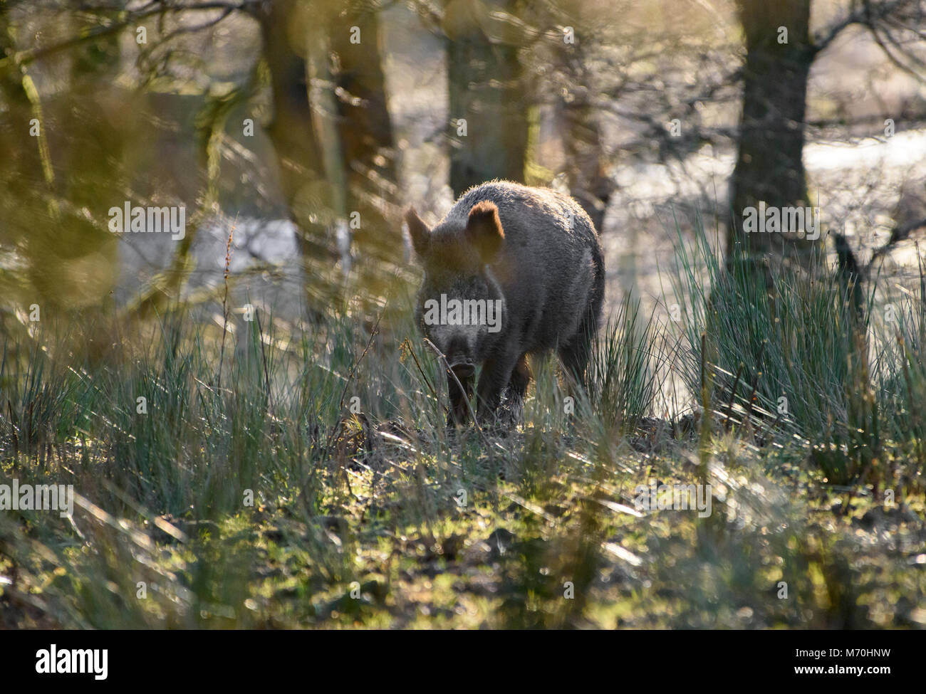 Wildschwein säen, Bowland Wildschwein Park, Chipping, Preston, Lancashire, Großbritannien. Stockfoto