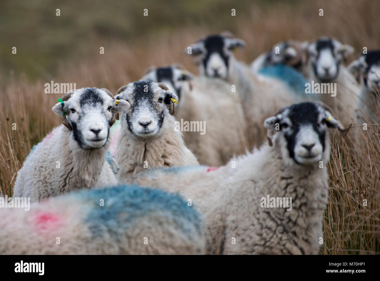 Swaledale Mutterschafe in der Nähe von Hawes, North Yorkshire, Vereinigtes Königreich. Stockfoto