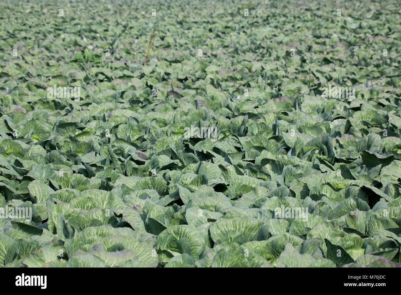 Ein Kohl Feld im Herbst kurz vor der Ernte Stockfoto