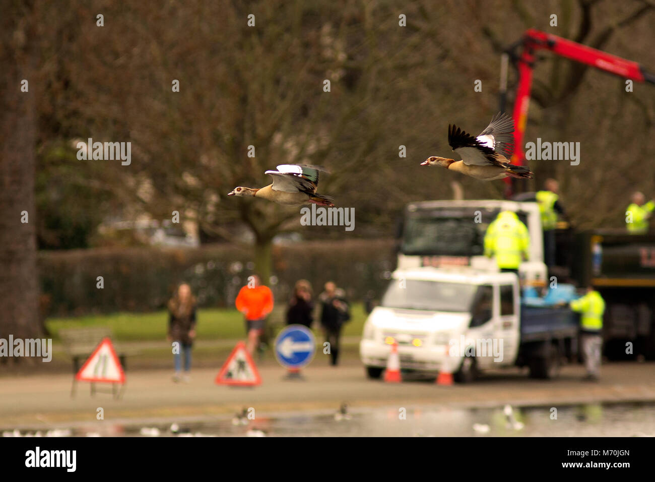 Nilgänse im städtischen Leben Stockfoto
