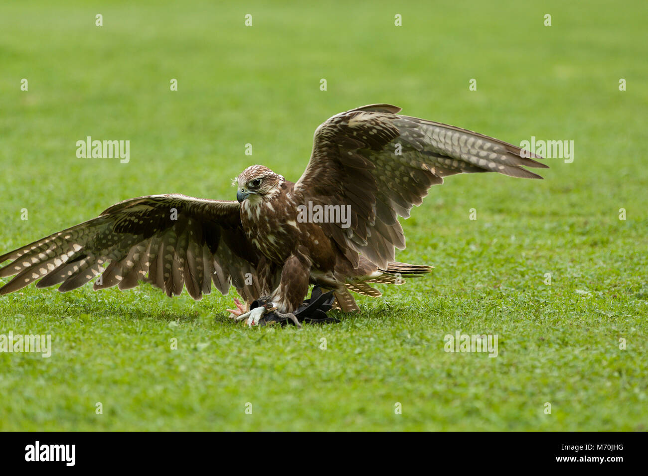 Ausgebildete bird Falcon fliegen in Natur Umwelt, Falknerei conceptt Stockfoto