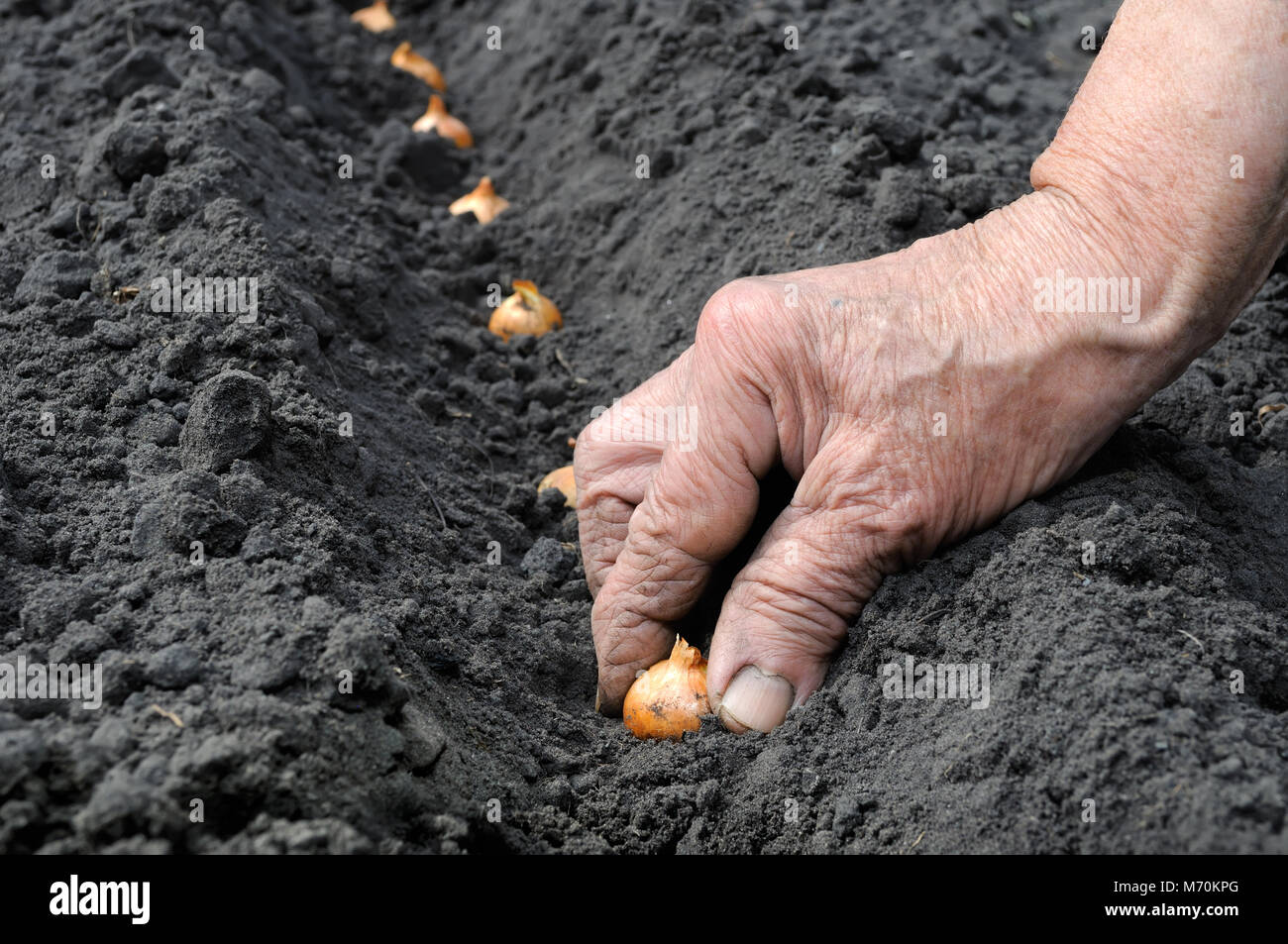 Die Gardener's Hand einpflanzen Zwiebel im Gemüsegarten Stockfoto