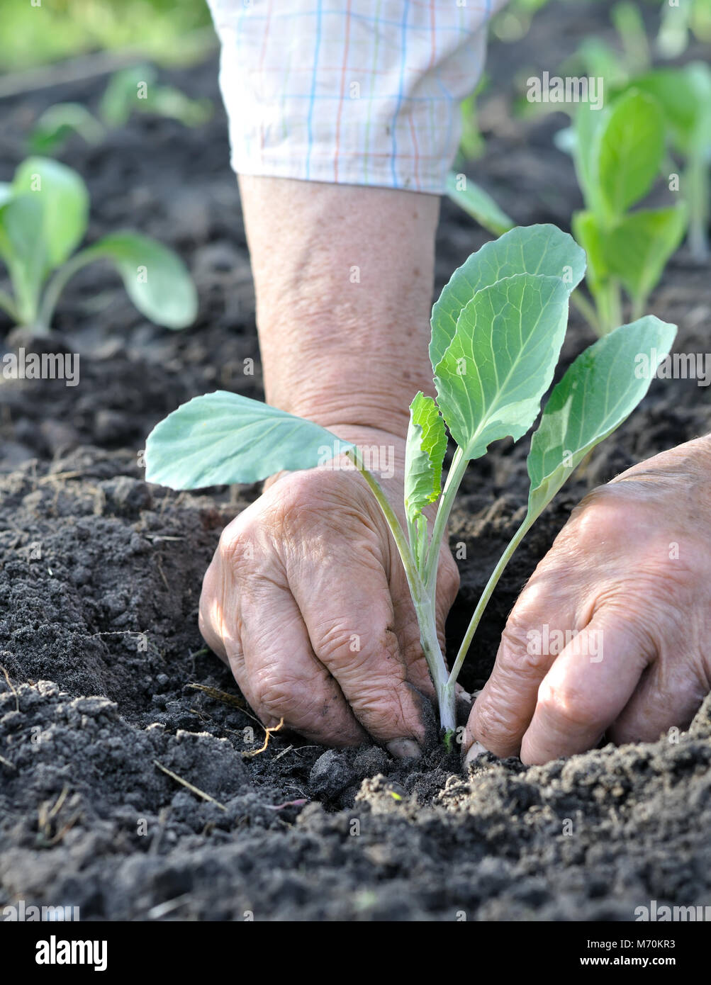 Die Gardener's Hände das Einpflanzen einer Kohl Sämling im Gemüsegarten, vertikale Zusammensetzung Stockfoto