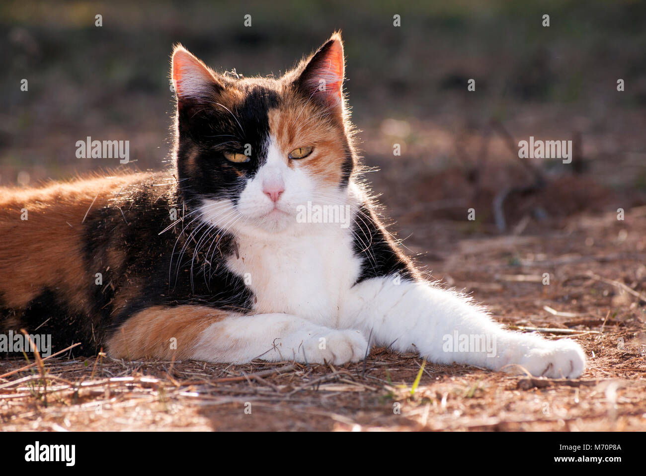 Calico Cat zurück beleuchtet am Abend die Sonne, auf den Boden Stockfoto