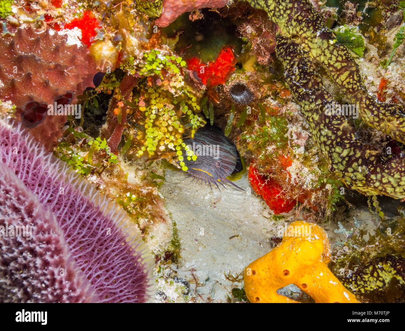 Prächtige Krötenfisch in Coral Reef Stockfoto