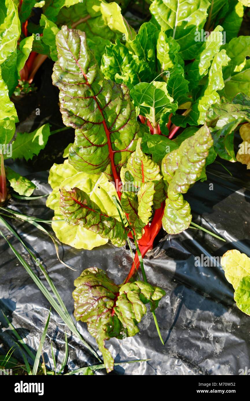 Wachsende Farm Fresh Mangold in Kunststoff schwarz als Unkraut/Laubdecke Barriere im Feld, in Wisconsin, USA Stockfoto