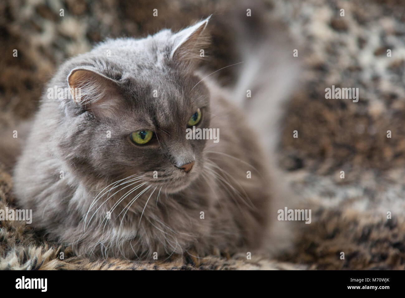 Grau Silber langhaarigen Katze mit grünen Augen.. Stockfoto