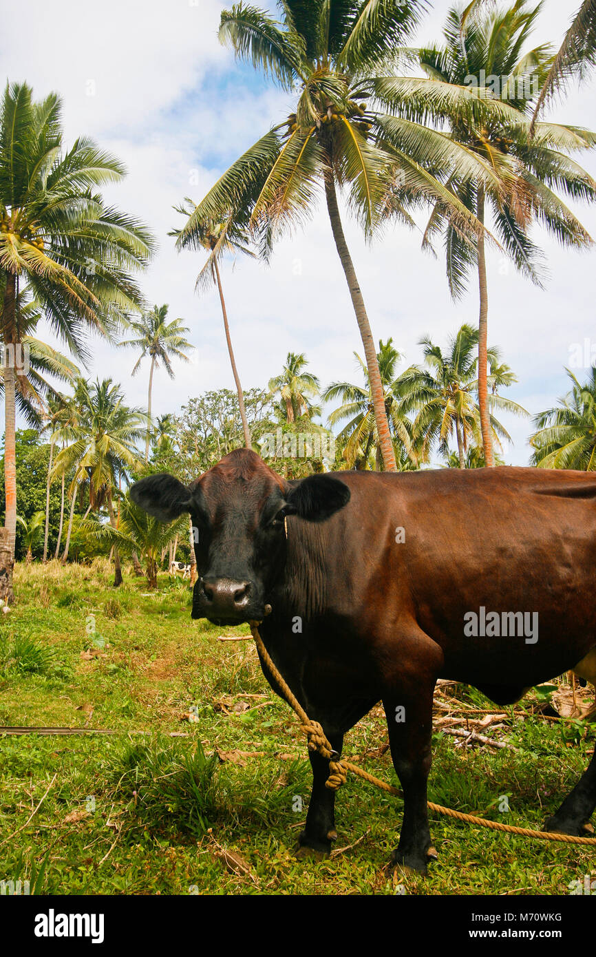 Lifuka Insel. Ha´apai Inseln. Tonga. Polynesien Stockfoto