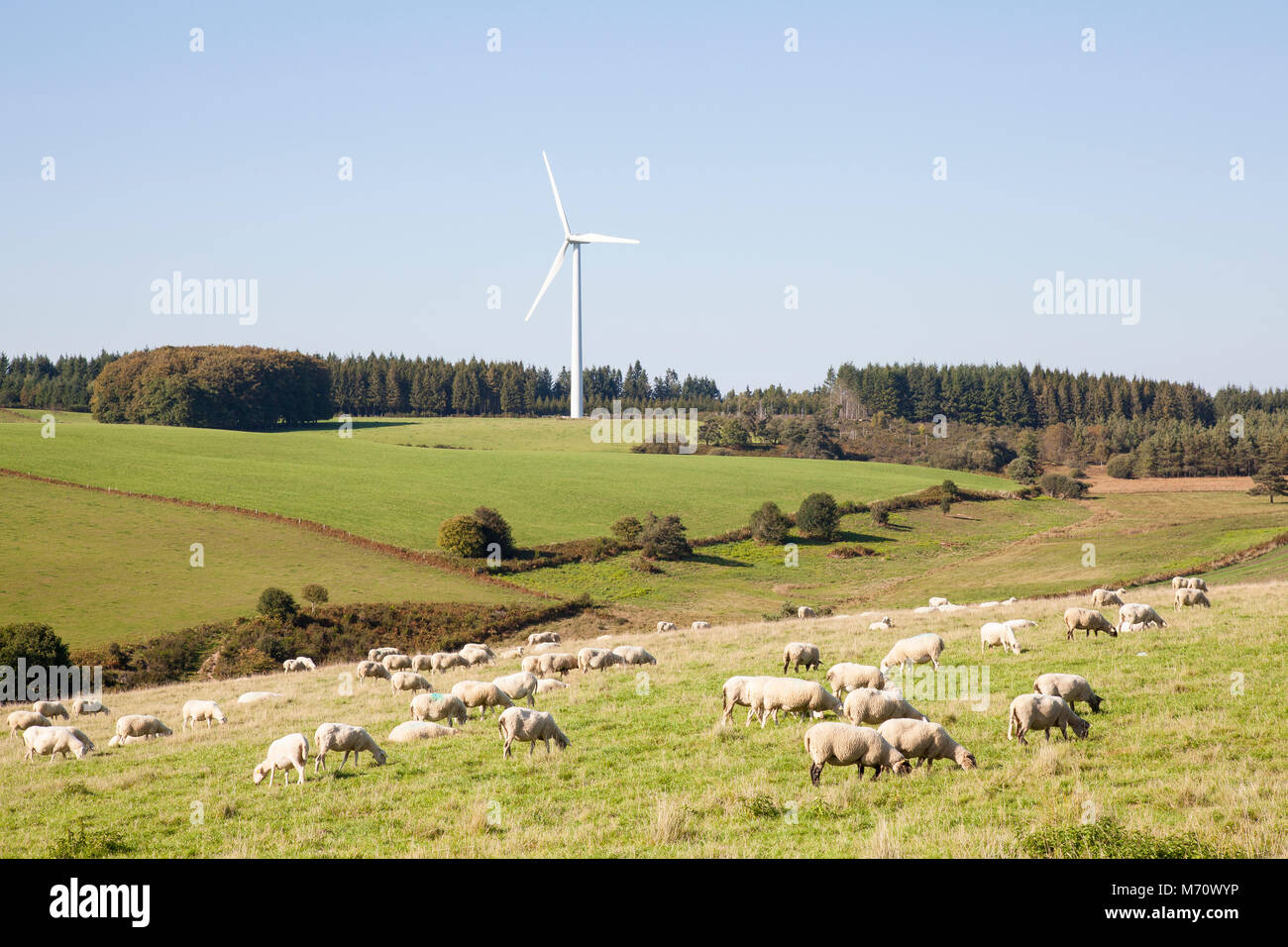 Große Herde Schafe weiden unterhalb einer Windkraftanlage liefern erneuerbare Energie in einem Konzept der nachhaltigen Landwirtschaft und Industrie und der Nutzung der Natur Stockfoto