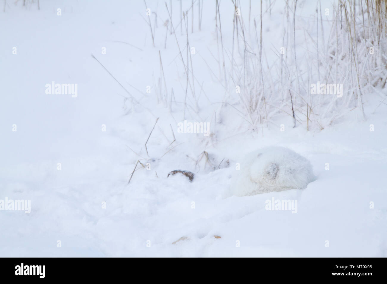 01863-01314 Polarfuchs (Alopex lagopus) im Schnee Chuchill Wildlife Mangaement, Churchill, MB Kanada Stockfoto