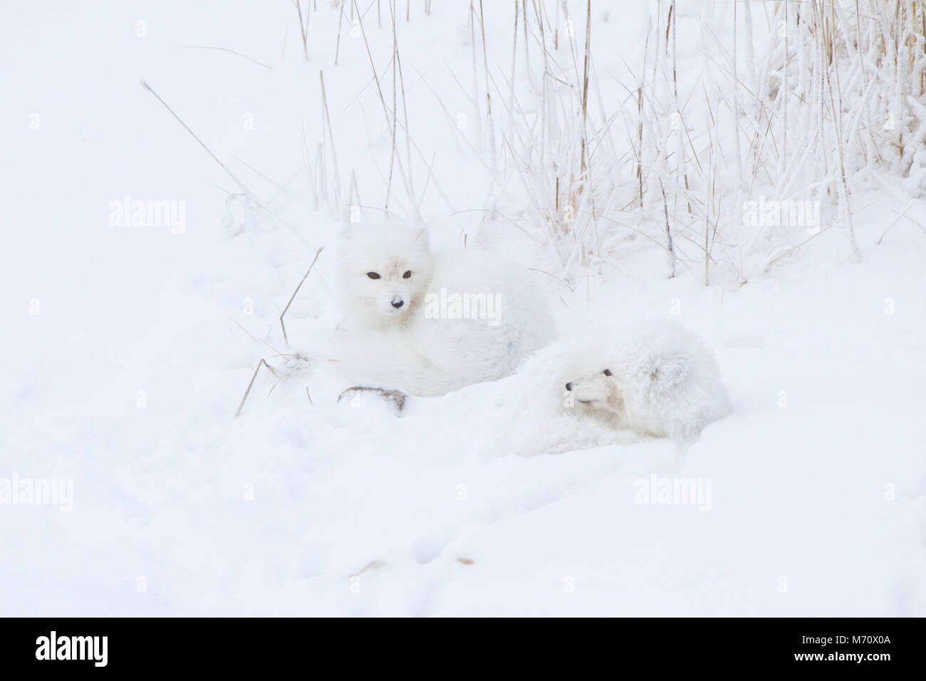 01863-01319 Zwei Polarfüchsen (Alopex lagopus) im Schnee Chuchill Wildlife Mangaement, Churchill, MB Kanada Stockfoto