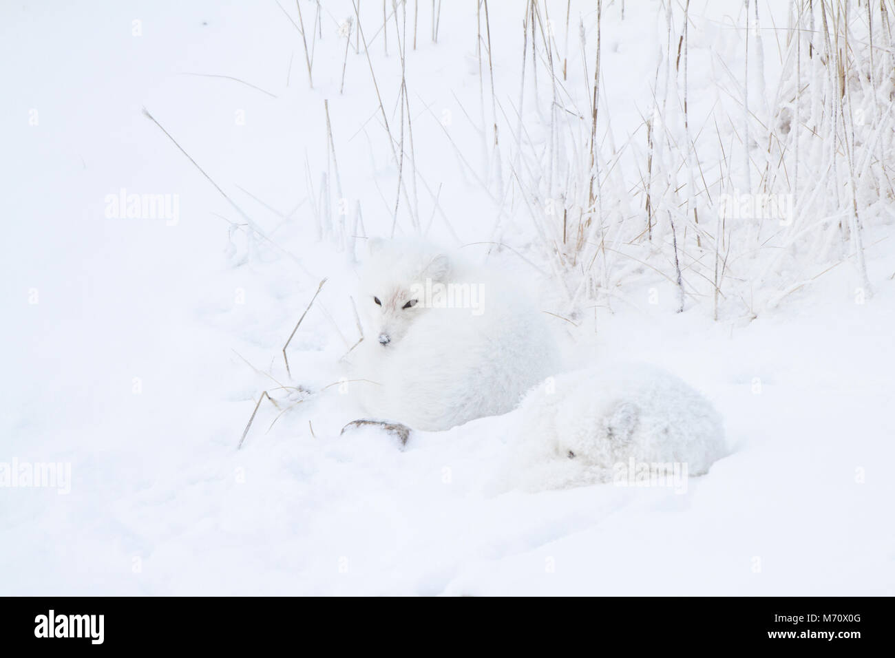 01863-01404 Zwei Polarfüchsen (Alopex lagopus) im Schnee Chuchill Wildlife Mangaement, Churchill, MB Kanada Stockfoto