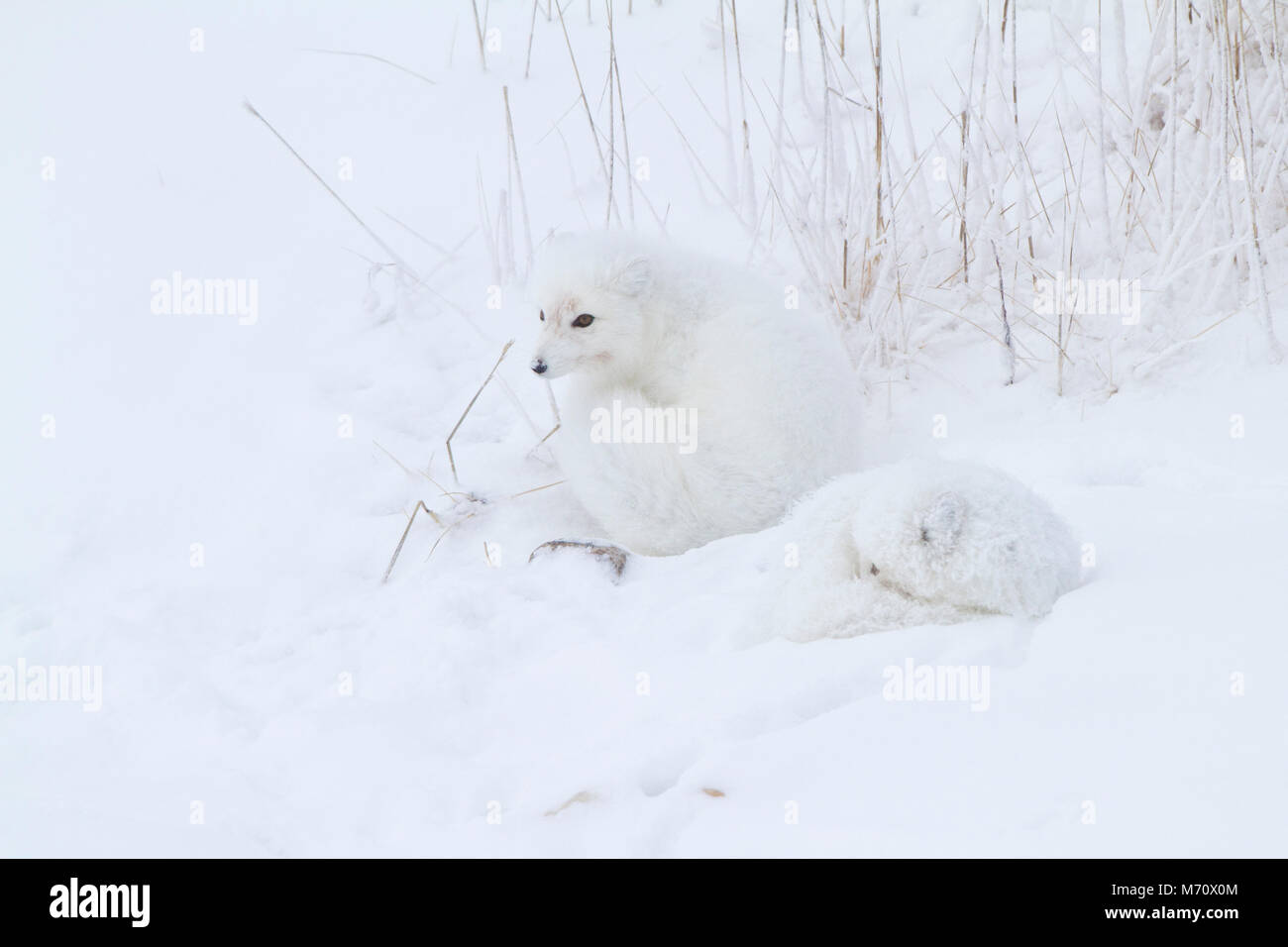 01863-01402 Zwei Polarfüchsen (Alopex lagopus) im Schnee Chuchill Wildlife Mangaement, Churchill, MB Kanada Stockfoto