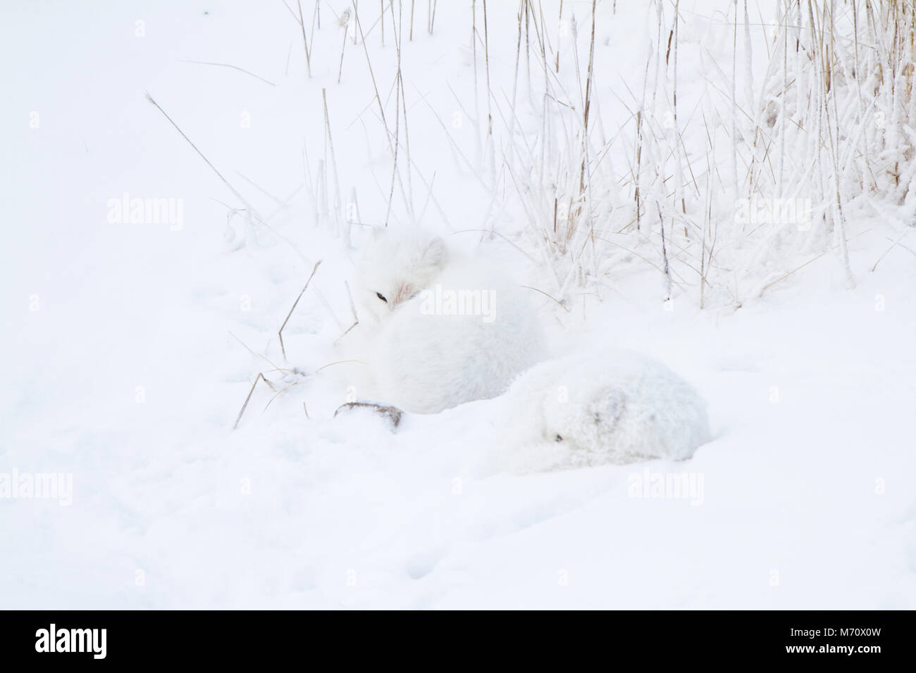 01863-01408 Zwei Polarfüchsen (Alopex lagopus) im Schnee Chuchill Wildlife Mangaement, Churchill, MB Kanada Stockfoto