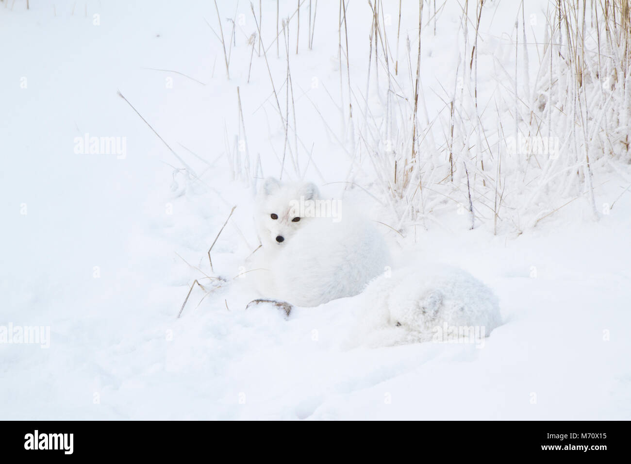 01863-01411 Zwei Polarfüchsen (Alopex lagopus) im Schnee Chuchill Wildlife Mangaement, Churchill, MB Kanada Stockfoto