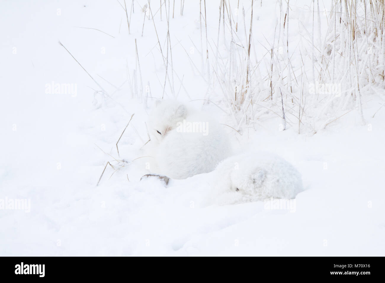 01863-01415 Zwei Polarfüchsen (Alopex lagopus) im Schnee Chuchill Wildlife Mangaement, Churchill, MB Kanada Stockfoto