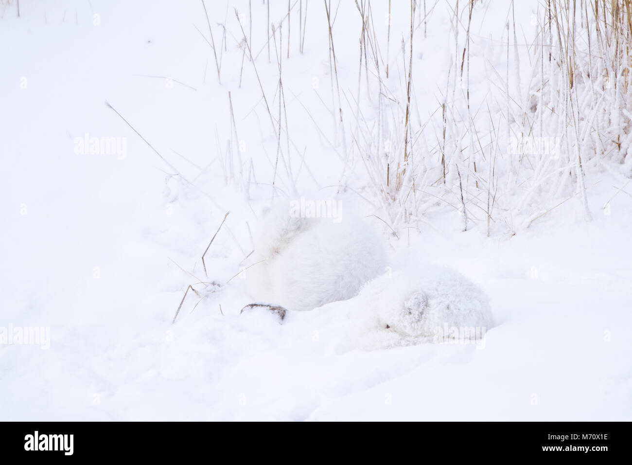 01863-01416 Zwei Polarfüchsen (Alopex lagopus) im Schnee Chuchill Wildlife Mangaement, Churchill, MB Kanada Stockfoto