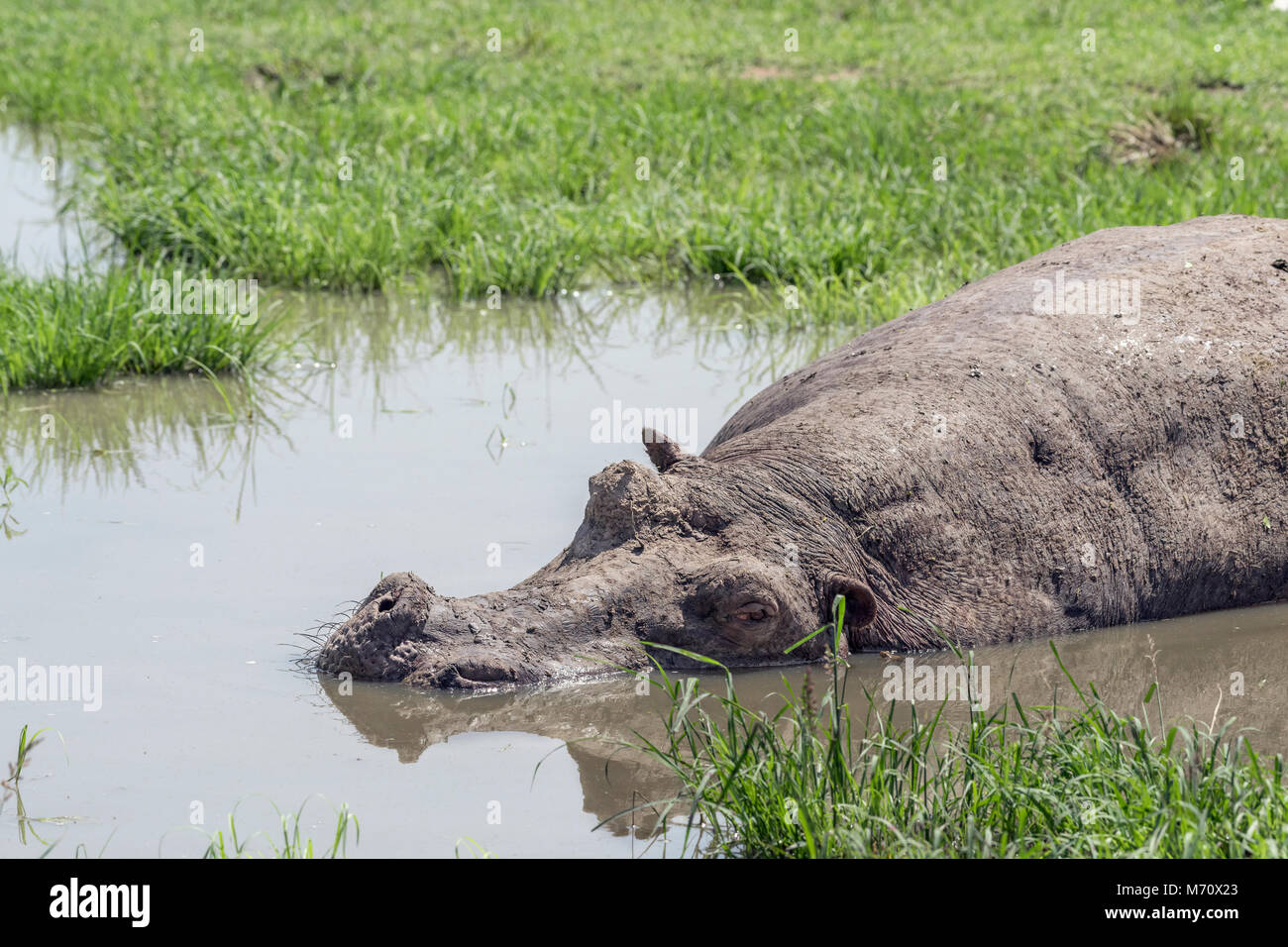 Schlamm - Zusammengebacken Flusspferd (Hippopotamus amphibius), die in einem flachen Regen Pool, grumeti Game Reserve, Tansania Stockfoto