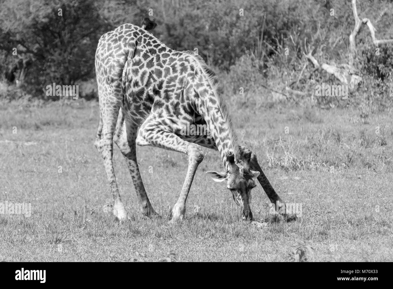 Masai Giraffe mit zwei Haken Vögel bücken zu essen oder zu trinken, grumeti Game Reserve, Serengeti, Tansania Stockfoto