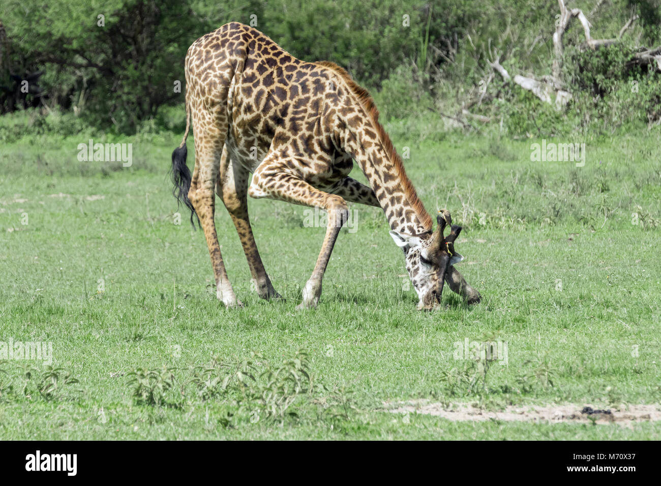 Maasai Giraffe (Giraffa tippelskirchi) trinken mit zwei Haken Vögel, grumeti Game Reserve, Serengeti, Tansania Stockfoto