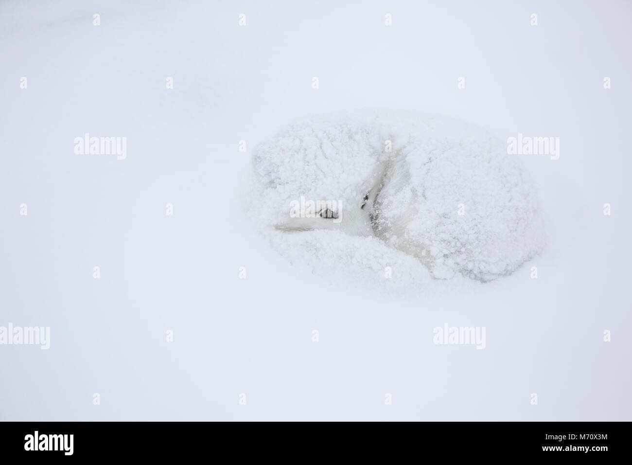 01863-01611 Polarfuchs (Alopex lagopus) eingerollt im Winter Churchil Wildlife Management Area Churchill, MB Stockfoto