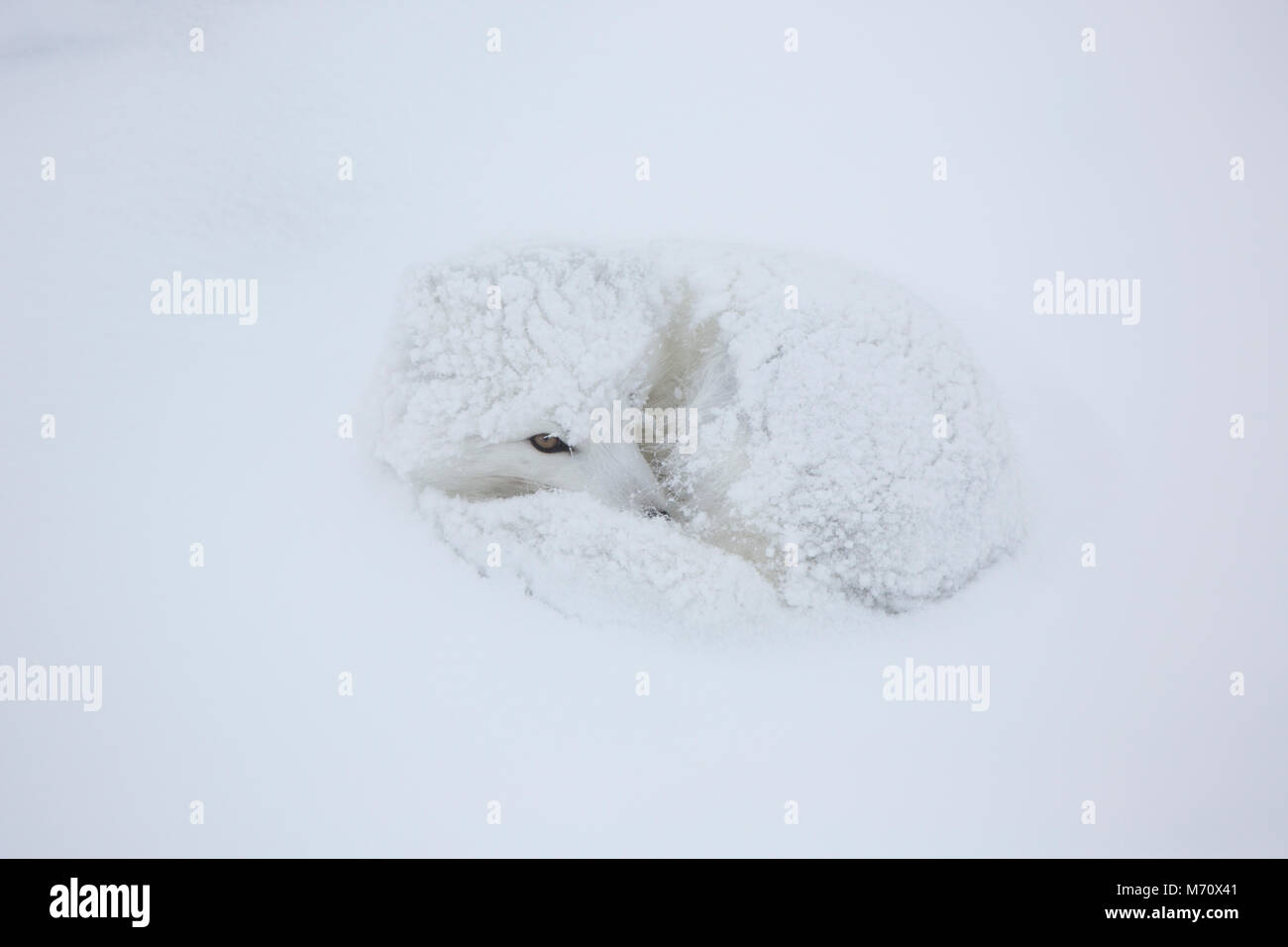 01863-01703 Polarfuchs (Alopex lagopus) im Winter, Churchill Wildlife Management Area, Churchill, MB Stockfoto