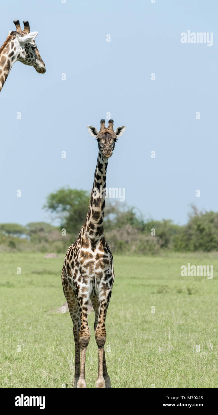 Baby maasai Giraffe mit Mutter in schiefen, grumeti Game Preserve, Serengeti, Tansania Stockfoto