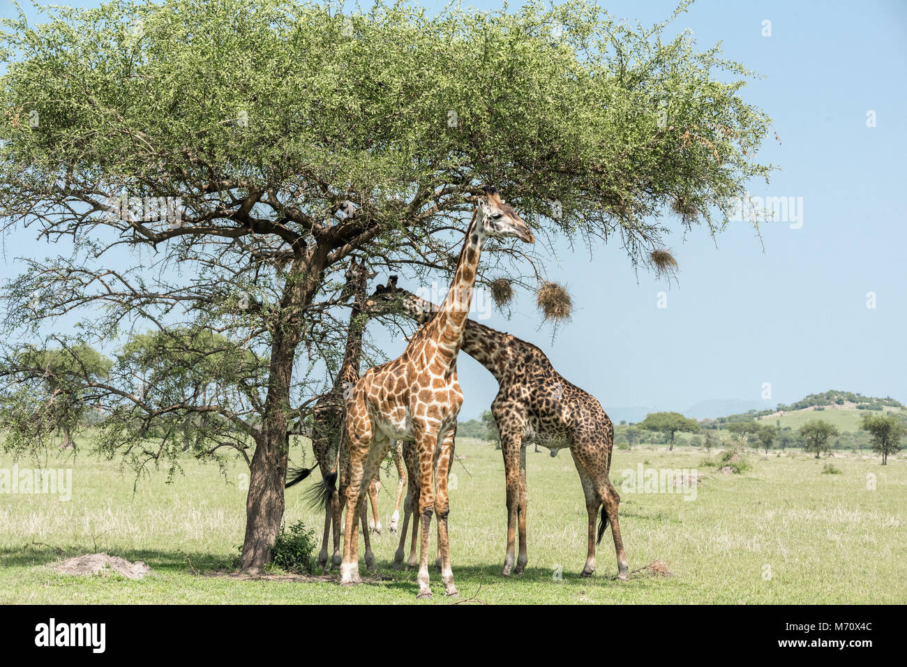 Masai Giraffen Essen aus Akazie mit Weber Vogelnester, grumeti Game Reserve, Serengeti, Tansania Stockfoto