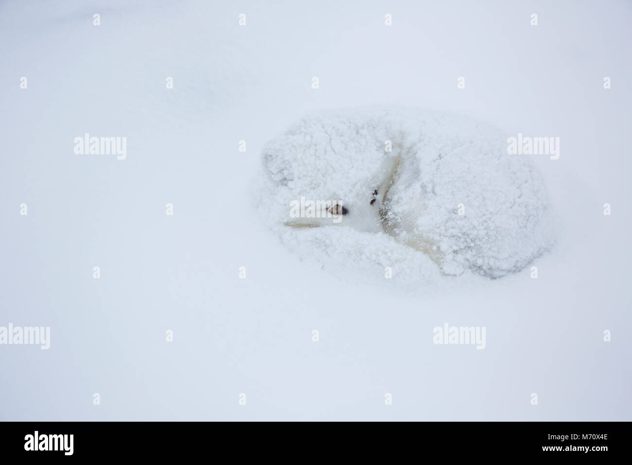 01863-01704 Polarfuchs (Alopex lagopus) im Winter, Churchill Wildlife Management Area, Churchill, MB Stockfoto