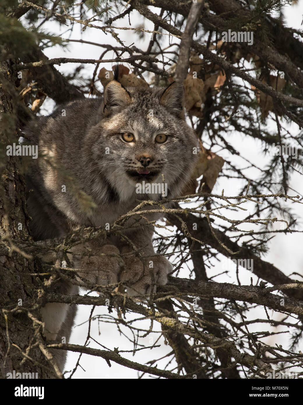 Kanada-Luchs Stockfoto