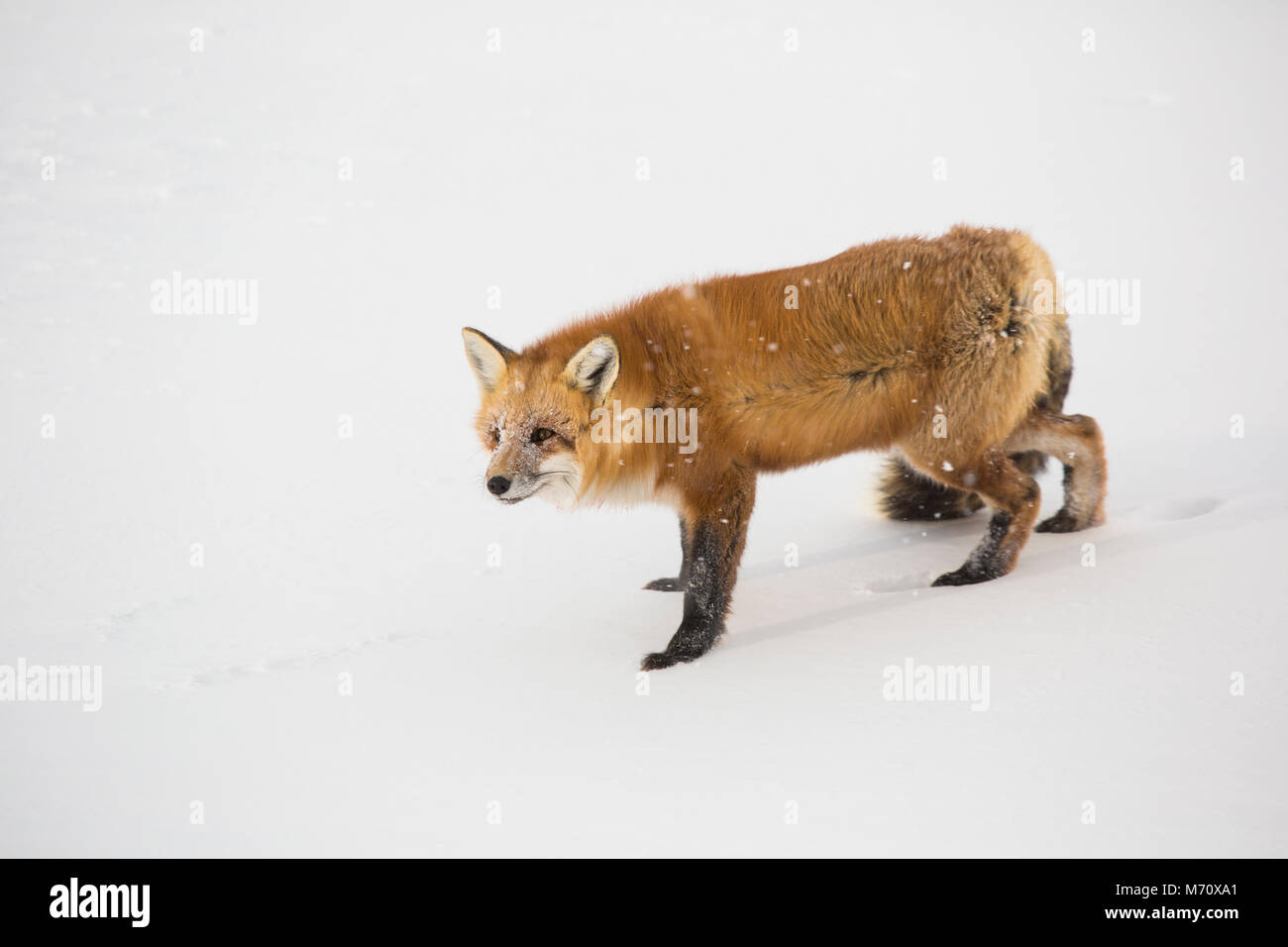 01871-02913 Red Fox (Vulpes vulpes) am Cape Churchill, Wapusk National Park, Churchill, MB Stockfoto