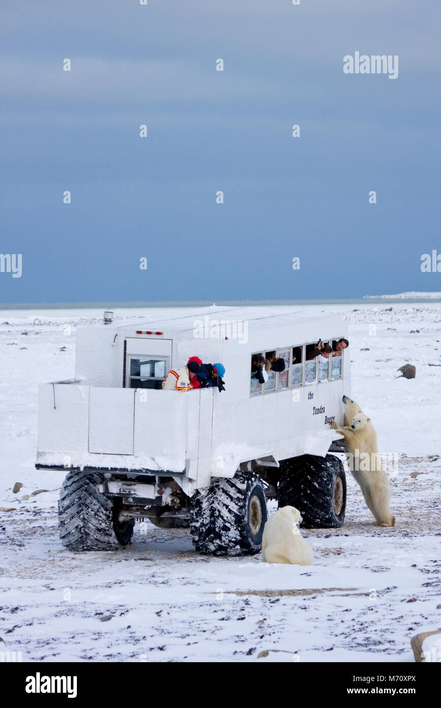 01874-11211 Eisbären (Ursus maritimus) in der Nähe von Tundra Buggy, Churchill, MB Stockfoto