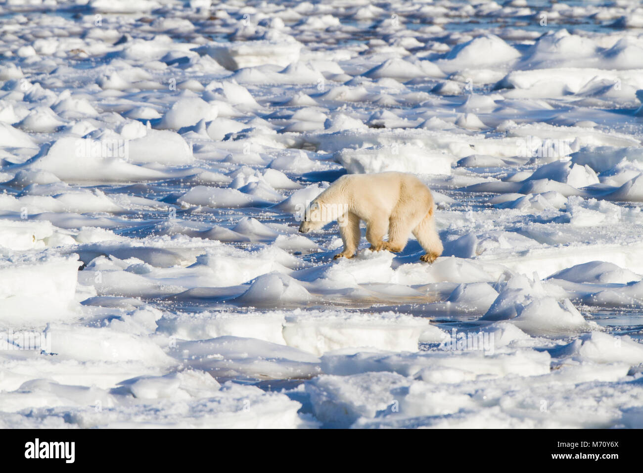 01874-13317 Eisbär (Ursus maritimus) in der Hudson Bay Churchill Wildlife Management Area Churchill MB Stockfoto