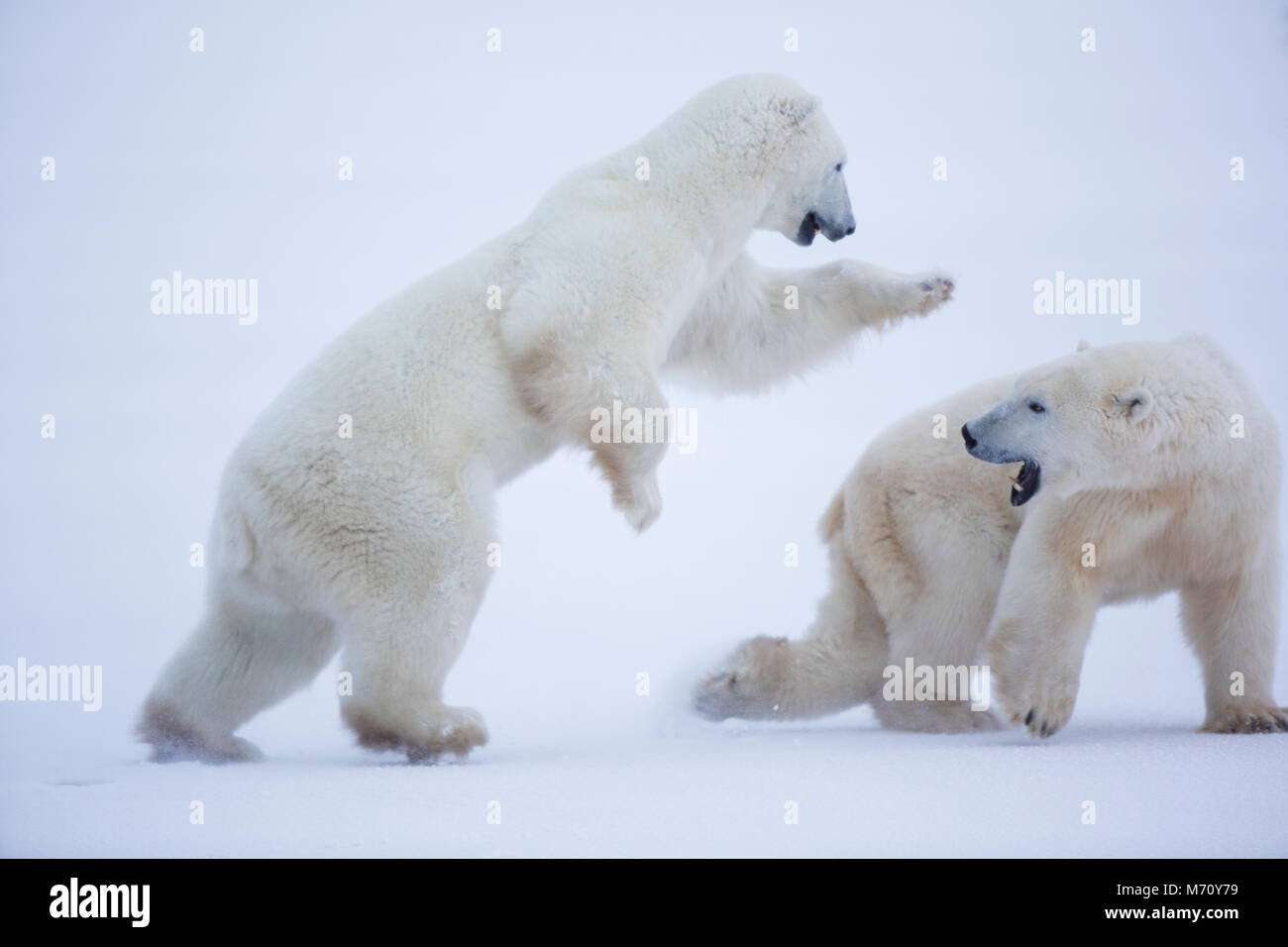 01874-13415 Eisbären (Ursus maritimus) Sparring, Churchill Wildlife Management Area, Churchill, MB Stockfoto