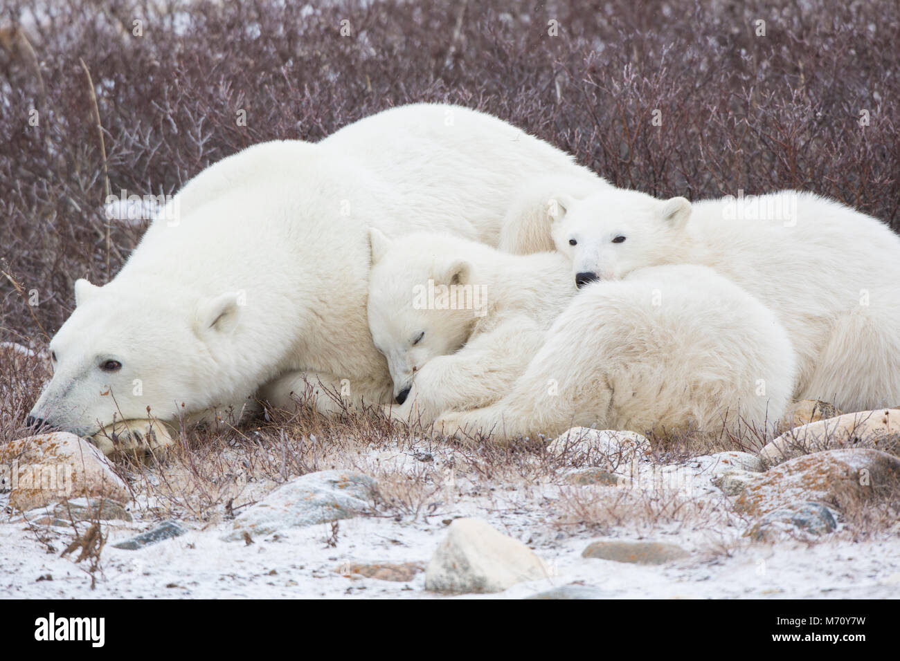 01874-13617 Eisbären (Ursus maritimus) Weibchen mit 2 Jungen schlafen, Churchill, MB Kanada Stockfoto