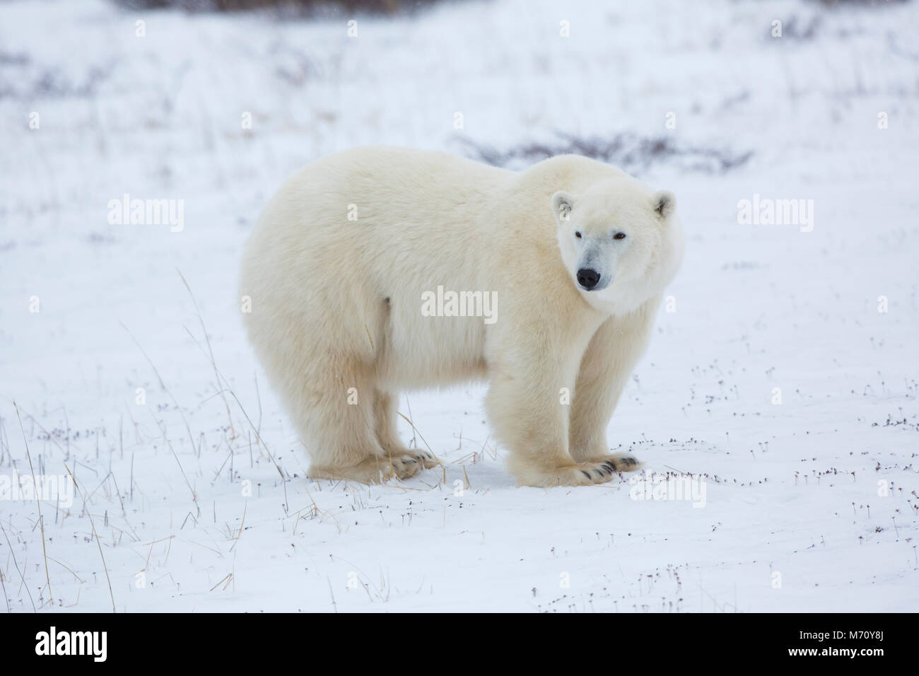 01874-13807 Eisbär (Ursus maritimus) in Churchill Wildlife Management Area, Churchill, MB Kanada Stockfoto