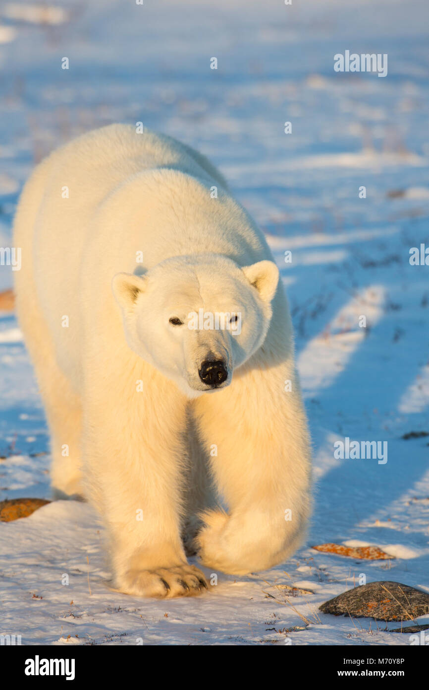 01874-13820 Eisbär (Ursus maritimus) in Churchill Wildlife Management Area, Churchill, MB Kanada Stockfoto