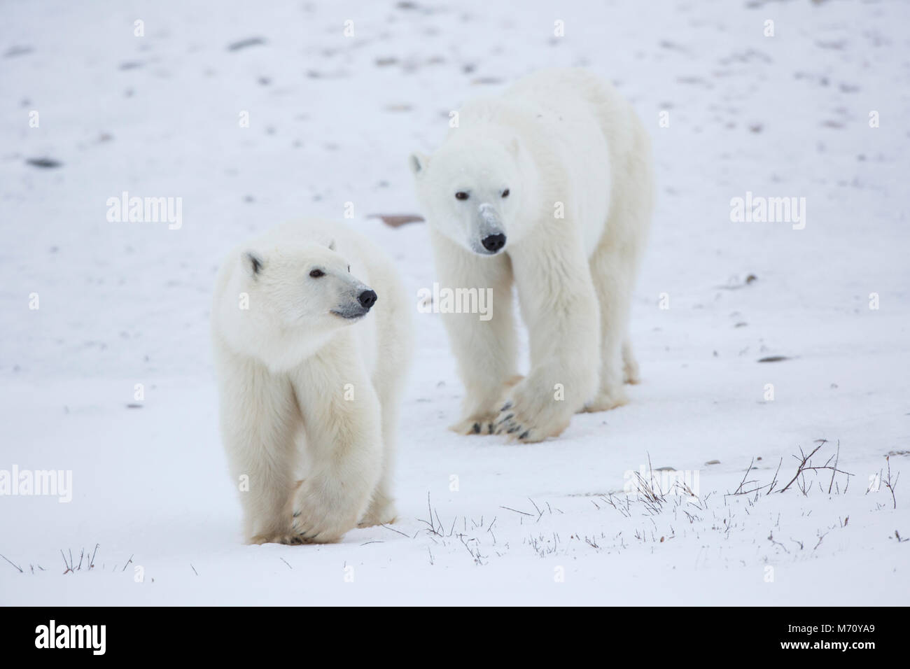 01874-14204 Eisbären (Ursus maritimus) in Churchill Wildlife Management Area, Churchill, MB Kanada Stockfoto