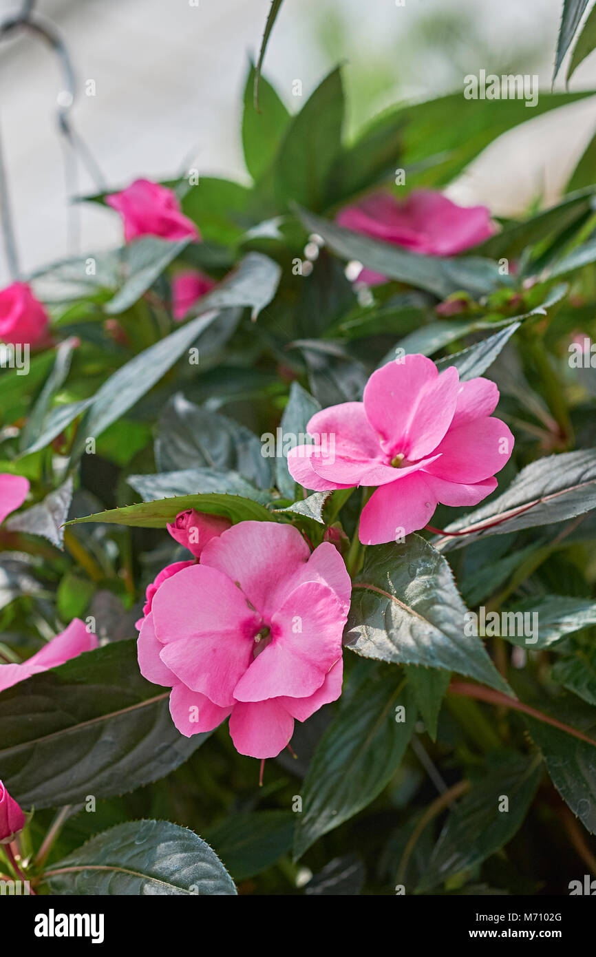 Nahaufnahme der Blüte rosa oder rot Impatiens auch als springkraut, Rühr-mich-nicht, snapweed, oder Geduld bekannt, in der balsaminaceae oder balsam Familie. Stockfoto