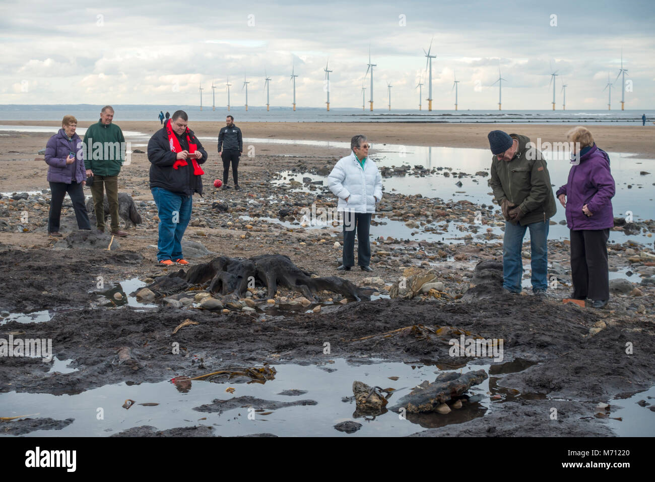 Redcar Cleveland North Yorkshire vom 7. März 2018, den letzten Sturm an der Ostküste haben große Bereiche der Sand von Redcar Strand gereinigt. In der Regel im Sand bedeckt, einen großen Bereich der fossilen Holz von Bäumen aus der letzten Eiszeit ausgesetzt war und hat Massen von interessierten Menschen an den Strand zog die historischen Überreste der Wald und Wracks der hölzernen Schiffe zu sehen. Credit: Peter Jordan NE/Alamy leben Nachrichten Stockfoto