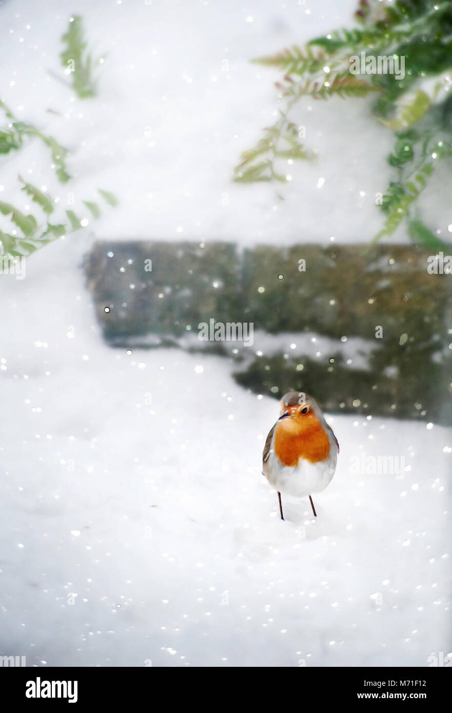 Vögel füttern im Winter Garten Stockfoto