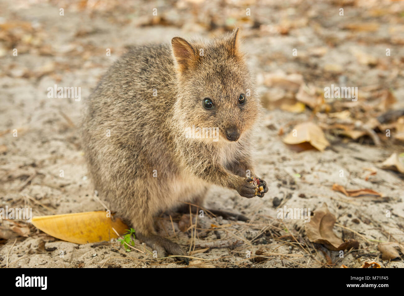 Quokka auf Rottnest Island Fütterung auf Samen. Stockfoto