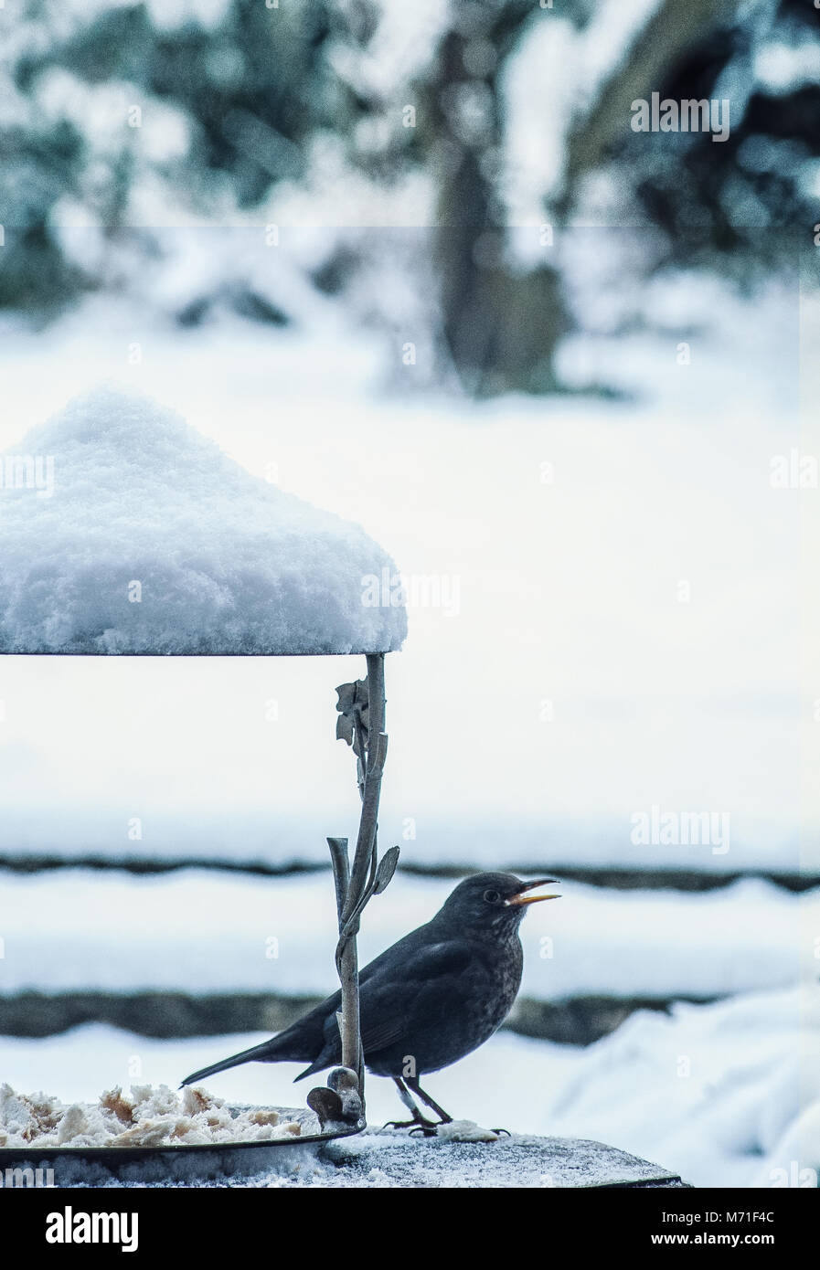 Vögel füttern im Winter Garten Stockfoto
