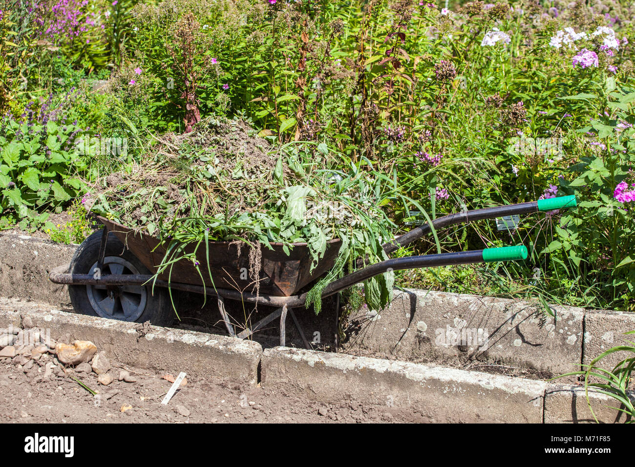 Schubkarre voller Unkraut, Gartenpflanzen auf Kompost Stockfoto