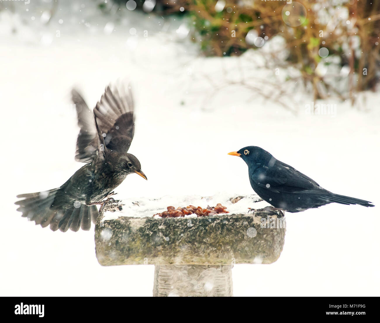 Vögel füttern im Winter Garten Stockfoto