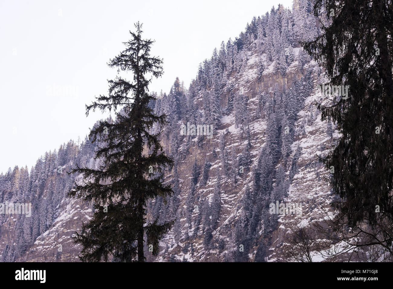 Schönen Verschneiten Kiefernwald und hängen neben der wunderschönen Lac de in der Nähe von Morzine Montriond Haute Savoie Portes du Soleil Frankreich Stockfoto