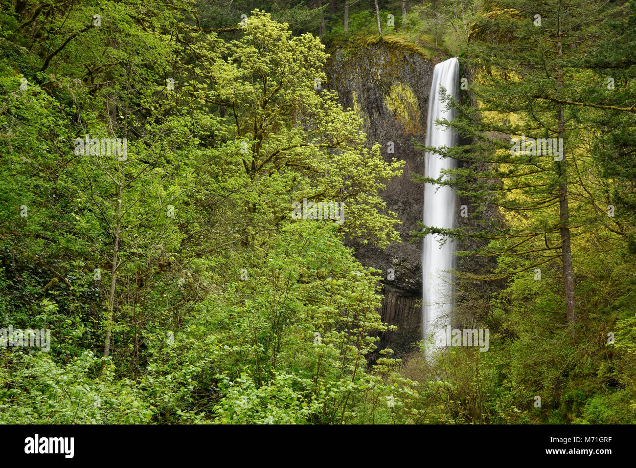 Latourell Falls, Guy Talbot State Park, Columbia River Gorge, Oregon. Stockfoto