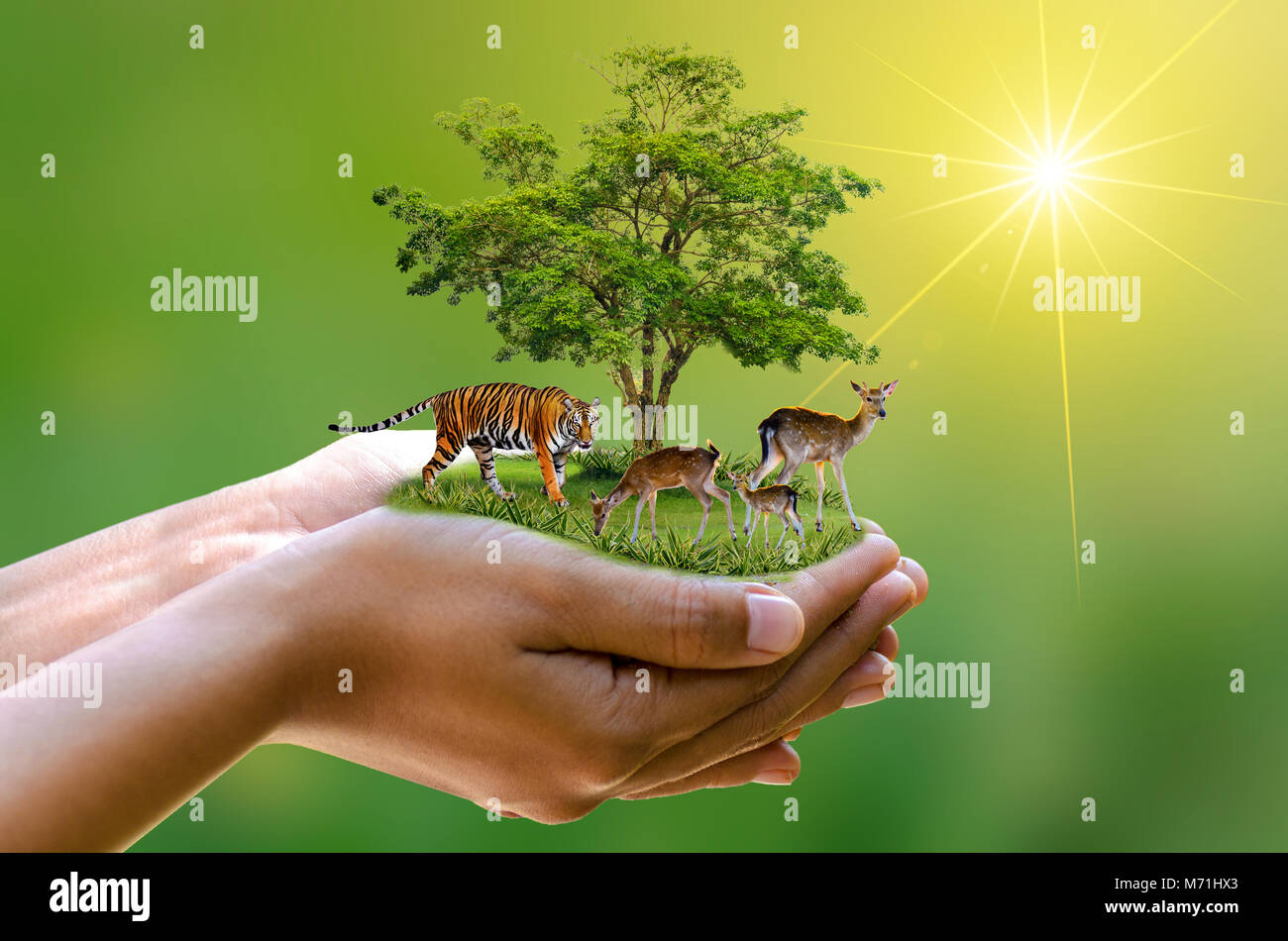 Konzept Naturschutzgebiet schonen Wildlife Reserve tiger Reh globale Erwärmung Food Loaf Ökologie menschliche Hände zum Schutz der wild- und wilde Tiere Tiger d Stockfoto