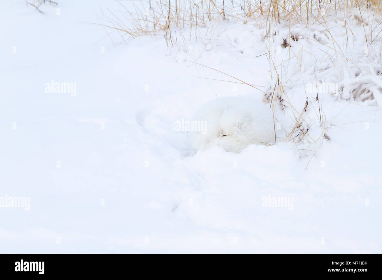 01863-01312 Polarfuchs (Alopex lagopus) im Schnee Chuchill Wildlife Mangaement, Churchill, MB Kanada Stockfoto