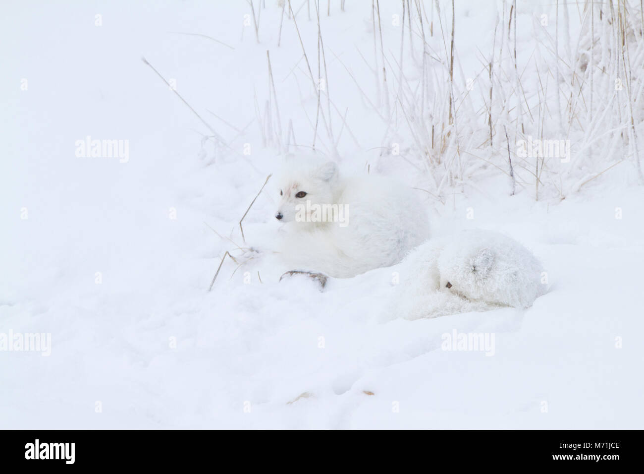 01863-01318 Zwei Polarfüchsen (Alopex lagopus) im Schnee Chuchill Wildlife Mangaement, Churchill, MB Kanada Stockfoto